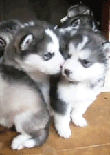 2013031023480785926.gif