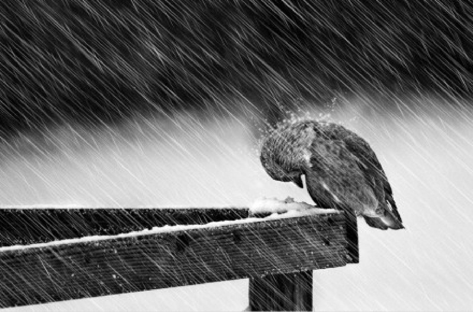 005偏逢连夜雨.jpg