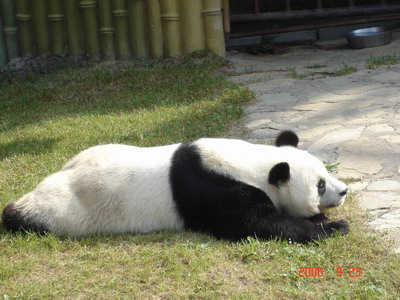 029匍匐马趴.jpg