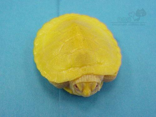 092缩脖子.jpg